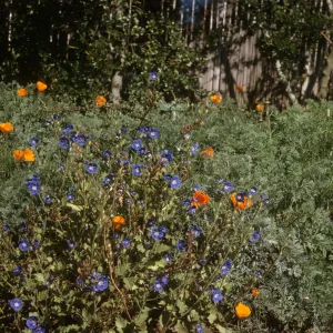 Phacelia viscida