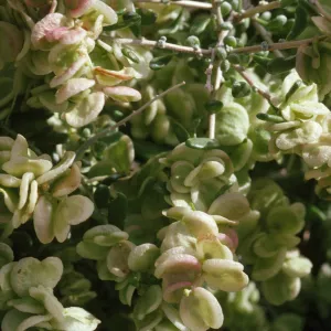 Atriplex