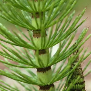Equisetum telmateia