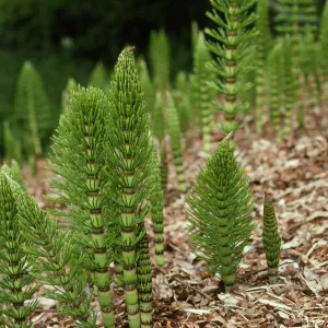 Equisetum telmateia