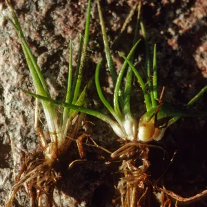 Isoetes