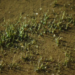 Isoetes