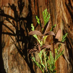 Calocedrus decurrens