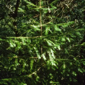 Torreya