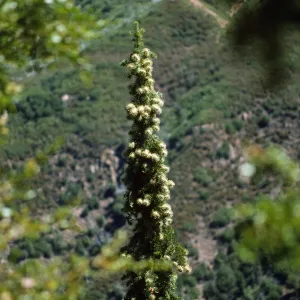 Abies bracteata