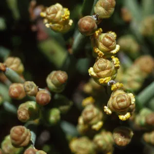 Ephedra chilensis
