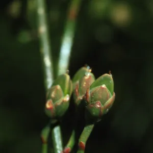 Ephedra andina