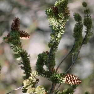 Pinus longaeva
