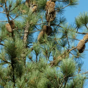 Pinus sabiniana