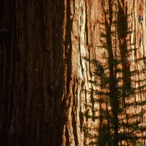 General Sherman Tree
