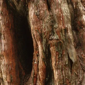 Metasequoia