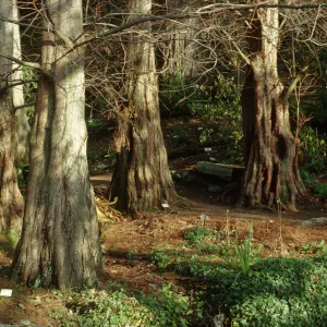 Metasequoia glyptostroboides
