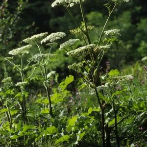 Heracleum
