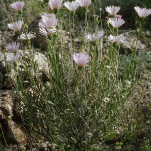Xylorhiza