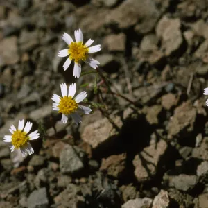 Syntrichopappus lemmonii