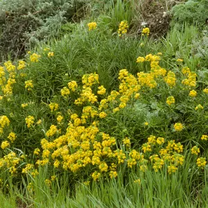 Erysimum insulare