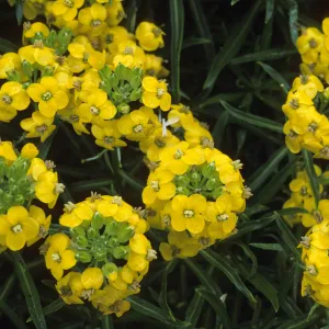 Erysimum insulare