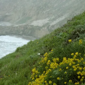 Erysimum insulare