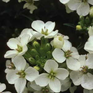 Erysimum concinnum