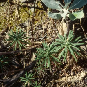Arabis hoffmannii