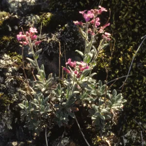 Arabis breweri