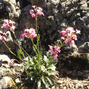 Arabis blepharophylla