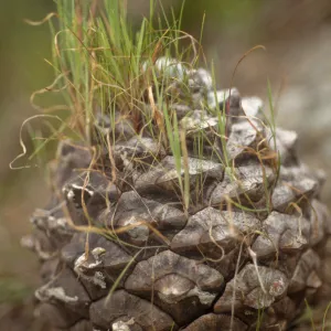 Pinus torreyana cone