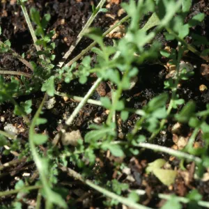 Tropidocarpum capparideum