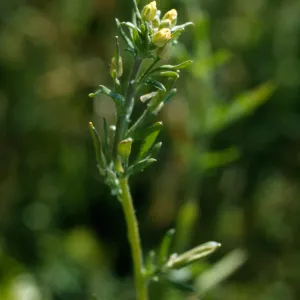 Tropidocarpum capparideum 