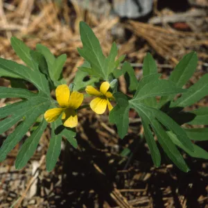 Viola lobata