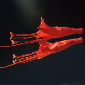 Epilobium canum