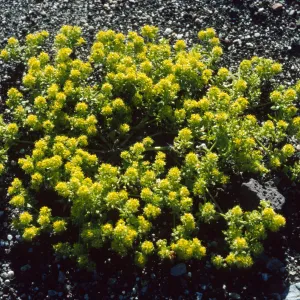 Lepidium flavum