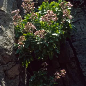 Stephanomeria blairii