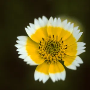 Layia platyglossa