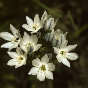 Triteleia hyacinthina