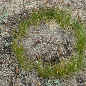 Carex ring