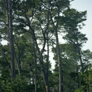 Pinus radiata