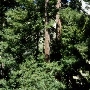 Sequoia (Redwood)
