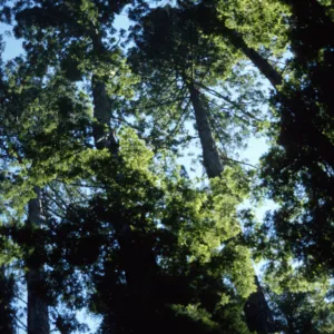 Sequoia (Redwood)