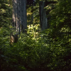Sequoia (Redwood)