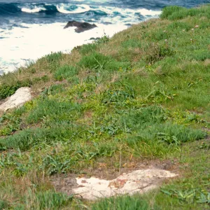 Sanicula maritima