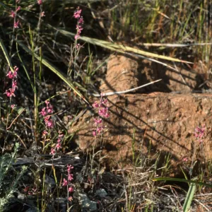 Streptanthus albidus ssp. peramoenus