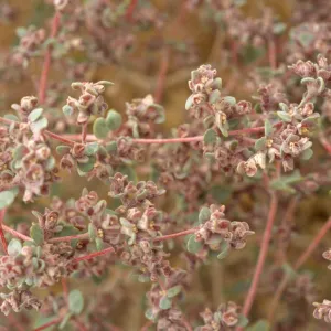 Tidestromia oblongifolia