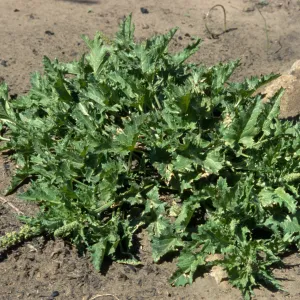 Chenopodium californicum