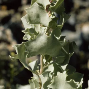 Atriplex hymenelytra