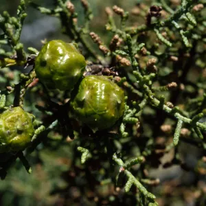 Cupressus sargentii