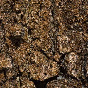 Pinus balfouriana bark