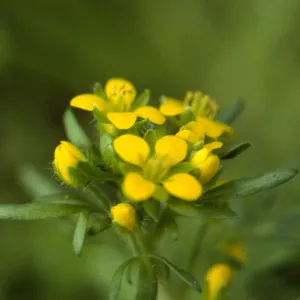 Tropidocarpum capparideum