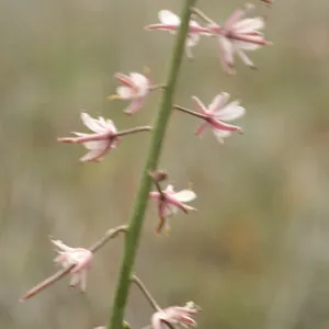 Caulanthus anceps