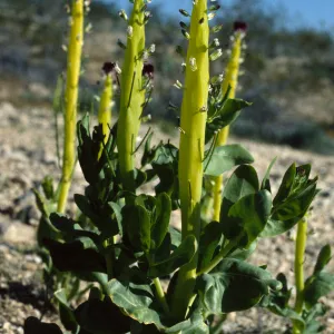 Caulanthus inflatus